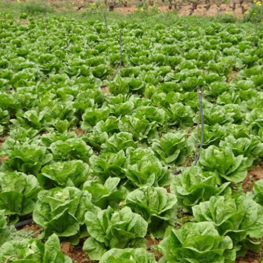 Récolte laitues, Agri-Pro